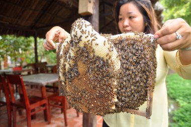 Ben Tre, Vietnam - 1 Ocak 2014: Bir kadın onun arıcılar tepsi Ben Tre City onu çiftlikten gösteriyor.