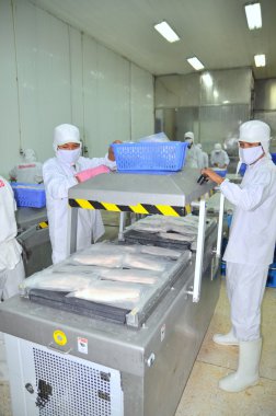 Can Tho, Vietnam - July 1, 2011: Workers are vacuum packaging of pangasius catfish in a seafood factory in the Mekong delta of Vietnam clipart