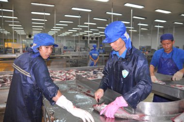 Can Tho, Vietnam - July 1, 2011: Workers are killing pangasius catfish before transfering them to the next processing line in a seafood factory in the Mekong delta of Vietnam clipart