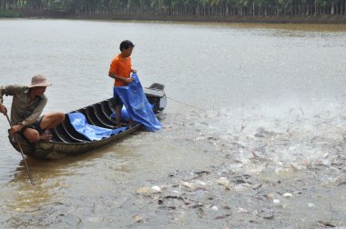 Can tho, Vietnam - 1 Temmuz 2011: Çiftçiler Vietnam mekong Deltası'nda kendi havuzda pangsius yayın balığı beslemek için