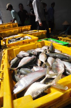 Kien Giang, Vietnam - 13 Mart 2014: Sepetleri için Cai Tac dock Vietnam yerel deniz ürünleri fabrikasında kamyonlara yükleme için bekleyen balıklar konur