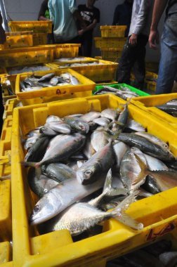 Kien Giang, Vietnam - 13 Mart 2014: Sepetleri için Cai Tac dock Vietnam yerel deniz ürünleri fabrikasında kamyonlara yükleme için bekleyen balıklar konur