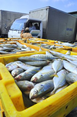 Kien Giang, Vietnam - 13 Mart 2014: Sepetleri için Cai Tac dock Vietnam yerel deniz ürünleri fabrikasında kamyonlara yükleme için bekleyen balıklar konur