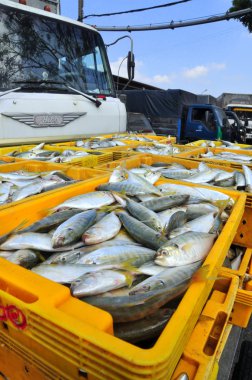 Kien Giang, Vietnam - 13 Mart 2014: Sepetleri için Cai Tac dock Vietnam yerel deniz ürünleri fabrikasında kamyonlara yükleme için bekleyen balıklar konur