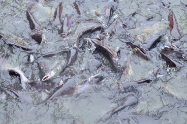 Ho Chi Minh City, Vietnam - 31 Mart 2012: Pangasius balık veya Vietnamca yayın balığı tarım havuz yemek için çabalıyorlar. Pangasius altıncı en popüler deniz ürünleri ABD 2013 yılında yapıldı..
