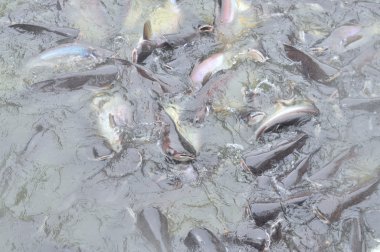 Ho Chi Minh City, Vietnam - 31 Mart 2012: Pangasius balık veya Vietnamca yayın balığı tarım havuz yemek için çabalıyorlar. Pangasius altıncı en popüler deniz ürünleri ABD 2013 yılında yapıldı..