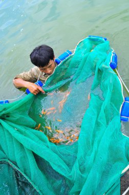 Cu Chi, Vietnam - August 5, 2011: Workers are catching Koi fish broodstocks from ponds to tanks