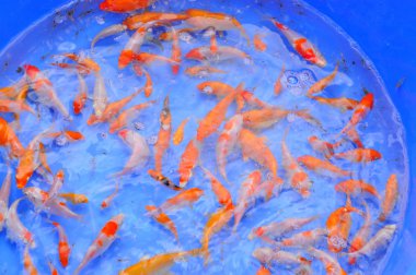 Cu Chi, Vietnam - August 5, 2011: Broodstocks of Koi fish in tank in a farming center in Vietnam