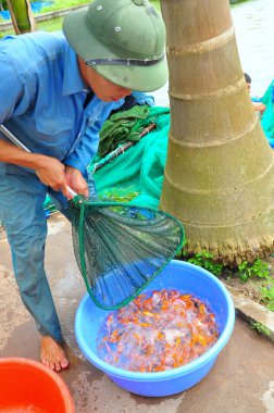 Cu Chi, Vietnam - August 5, 2011: Workers are catching Koi fish broodstocks from ponds to tanks