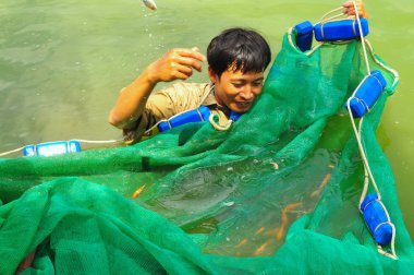Cu Chi, Vietnam - August 5, 2011: Workers are catching Koi fish broodstocks from ponds to tanks