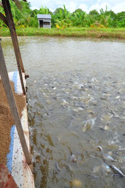 Bir Giang, Vietnam - 25 Ağustos 2011: Pangasius balık veya Vietnamca yayın balığı tarım havuz yemek için çabalıyorlar. Pangasius altıncı en popüler deniz ürünleri ABD 2013 yılında yapıldı..