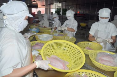 Nha Trang, Vietnam - March 5, 2012: Workers are selecting pangasius fillet to put to the freezing machine in a seafood factory in Vietnam