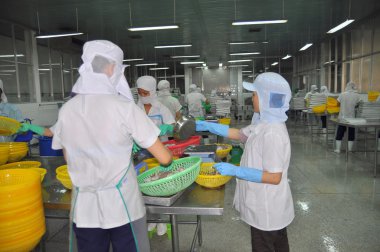 Nha Trang, Vietnam - March 5, 2012: Workers are selecting octopus to put to the freezing machine in a seafood factory in Vietnam