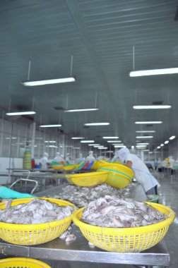 Vung Tau, Vietnam - 28 Eylül 2011: İşçi işleme line Vietnam bir deniz ürünleri fabrikasında sonraki adıma aktarmak için ham taze ahtapot.... .ayakkabının önemli olduğu