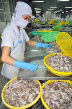 Vung Tau, Vietnam - 28 Eylül 2011: İşçisi kadın ahtapot bir deniz ürünleri işleme fabrikasında dışa aktarmak için sınıflandırma