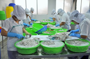 Vung Tau, Vietnam - 28 Eylül 2011: İşçi işleme line Vietnam bir deniz ürünleri fabrikasında sonraki adıma aktarmak için ham taze ahtapot.... .ayakkabının önemli olduğu