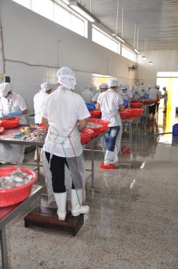 Vung Tau, Vietnam - 28 Eylül 2011: İşçi işleme line Vietnam bir deniz ürünleri fabrikasında sonraki adıma aktarmak için ham taze ahtapot.... .ayakkabının önemli olduğu