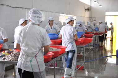 Vung Tau, Vietnam - 28 Eylül 2011: İşçi işleme line Vietnam bir deniz ürünleri fabrikasında sonraki adıma aktarmak için ham taze ahtapot.... .ayakkabının önemli olduğu
