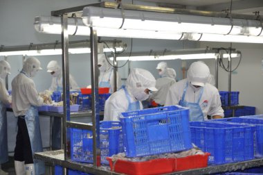 Ho Chi Minh city, Vietnam - October 3, 2011: Workers are cutting raw fresh materials in a seafood factory in Ho Chi Minh city, Vietnam