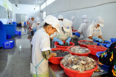 Vung Tau, Vietnam - 28 Eylül 2011: İşçi işleme line Vietnam bir deniz ürünleri fabrikasında sonraki adıma aktarmak için ham taze ahtapot.... .ayakkabının önemli olduğu
