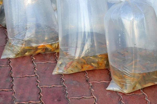 Ho Chi Minh city, Vietnam - April 24, 2015: Fishes are kept in plastic bags preparing to be released in the Saigon river in the National Fisheries day in Vietnam — Stock Photo, Image