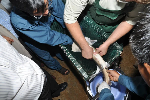 Lam Dong, Vietnam - 5 maggio 2012: Un esperto sta mostrando le sue tecniche di raccolta del caviale dai pesci storione — Foto Stock