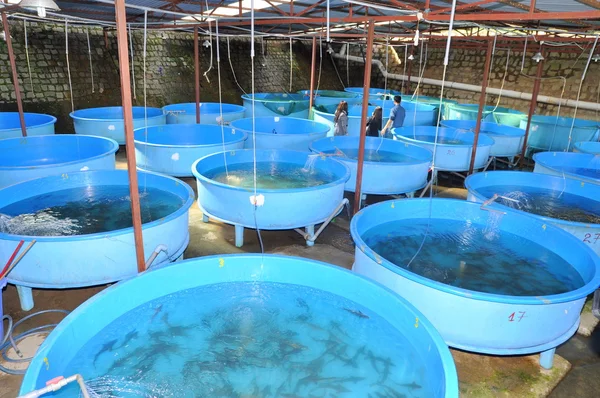 Lam Dong, Vietnam - May 27, 2012: Sturgeon fish breeding farm in Tuyen Lam lake in Da Lat city — Stock fotografie