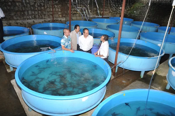 Lam Dong, Vietnam - 5. května 2012: Jeseter líhně je zavedena zemědělcům v jezera Tuyen Lam, Da Lat město — Stock fotografie