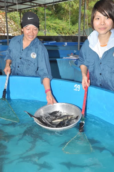 램 동, 베트남-2012 년 5 월 5 일: 철갑 상어 화장 투 옌 램 호수, 달랏 시에서에서 농민에 게 도입 되 고 — 스톡 사진
