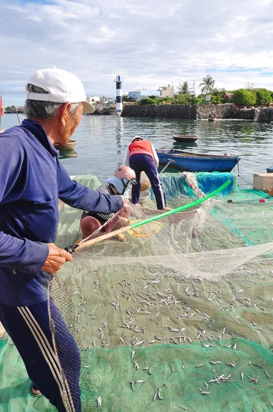 Quang Ngai, Vietnam - July 31, 2012: An old fisherman is removing anchovies fish from his fishing net to begin a new working day in Ly Son island — Stock Photo, Image