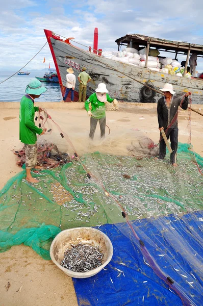 Quang Ngai, Vietnam - 31 de julio de 2012: Los pescadores están retirando anchoas de sus redes para comenzar una nueva jornada de trabajo en la isla de Ly Son —  Fotos de Stock