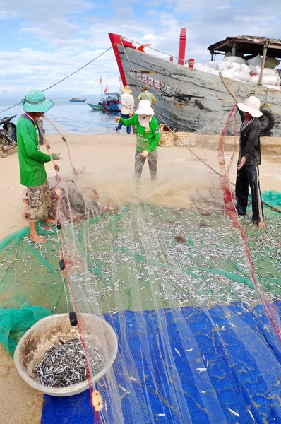 Quang Ngai, Vietnam - July 31, 2012: Fishermen are removing anchovies fish from their nets to start a new working day in Ly Son island — Stock Photo, Image