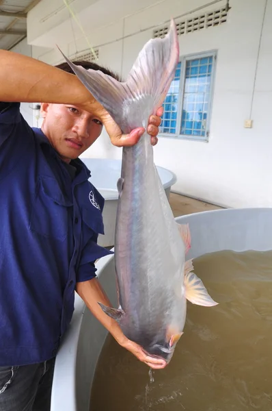 Can Tho, Vietnam - June 21, 2013: A worker is showing a Vietnamese catfish or pangasius broodstock in a hatchery farm in Can Tho city. — Stock Photo, Image