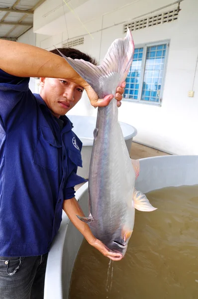 Can Tho, Vietnam - 21 juni, 2013: En arbetstagare visar en vietnamesiska catfish eller pangasius avelsbestånd i ett kläckeri gård i Can Tho city. — Stockfoto