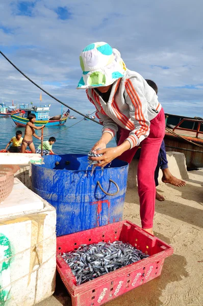 Quang Ngai, Vietnam - 5 de julio de 2012: Una trabajadora está recogiendo sus anchoas de pescado en una canasta para llevarlas al mercado local de mariscos en la isla de Ly Son —  Fotos de Stock