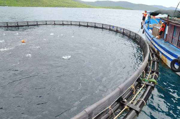 Nha Trang, Vietnam - 23 de junio de 2013: Alimentación de peces barramundi por máquina en la cultura de la jaula en la bahía Van Phong en Vietnam —  Fotos de Stock