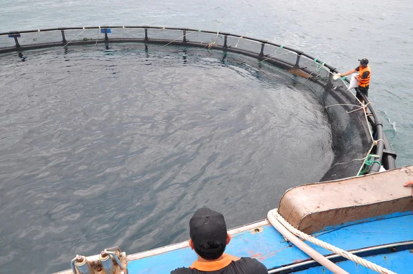 Nha Trang, Vietnam - 23 Haziran 2013: barramundi Van Phong Bay Vietnam'daki kafes kültüründe balık besleme — Stok fotoğraf