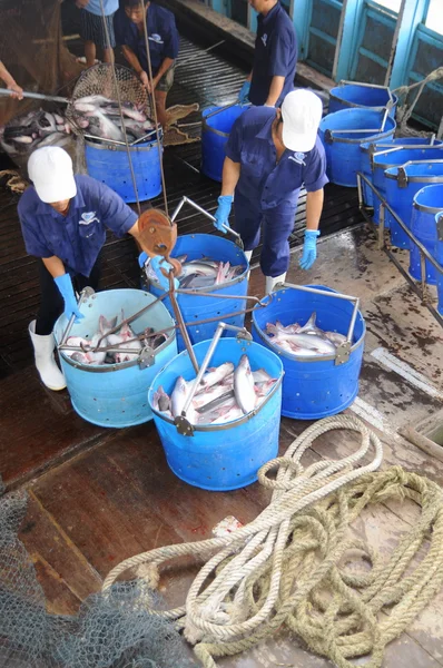 Tien Giang, Vietnam - August 30, 2012: Pangasius catfish is being tranfered from the main boat to the processing plant by buckets — Stock Photo, Image