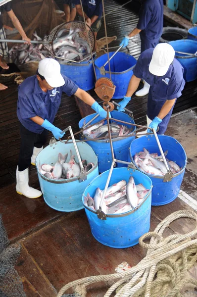 Tien Giang, Vietnã - 30 de agosto de 2012: Pangasius catfish está sendo transferido do barco principal para a fábrica de processamento por baldes — Fotografia de Stock