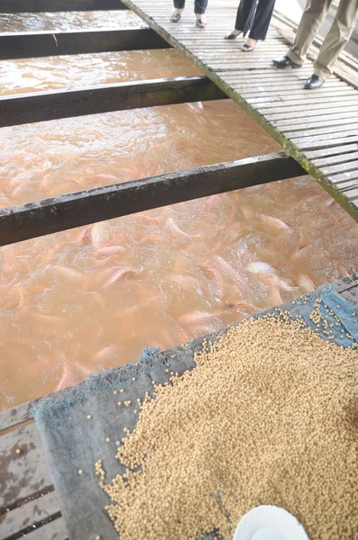 Dong Thap, Vietnam - August 31, 2012: Farming of red tilapia in cage on river in the mekong delta of Vietnam — Stock Photo, Image