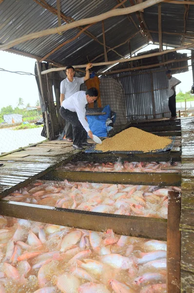 Dong Thap, Vietnã - 31 de agosto de 2012: Agricultura de tilápia vermelha em gaiola no rio no delta do mekong do Vietnã — Fotografia de Stock