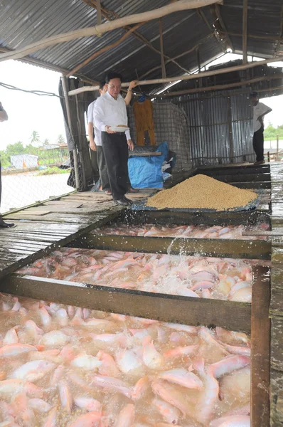 Dong Thap, Vietnam - 31. srpna 2012: Chov červené tilapie v kleci na řece v deltě Mekongu z Vietnamu — Stock fotografie