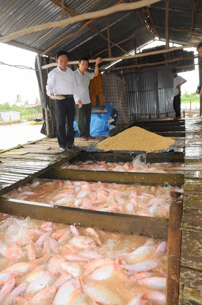 Dong Thap, Vietnam - August 31, 2012: Farming of red tilapia in cage on river in the mekong delta of Vietnam — Stock Photo, Image