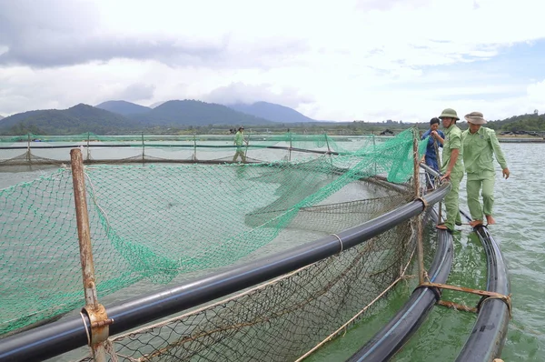 Dong, Vietnam - 2 Eylül 2012 lam: Tarım mersin balığı balık kafes kültür Tuyen Lam gölde. Mersin birkaç tür havyar yapılır, onların karaca için hasat lüks yiyecek — Stok fotoğraf