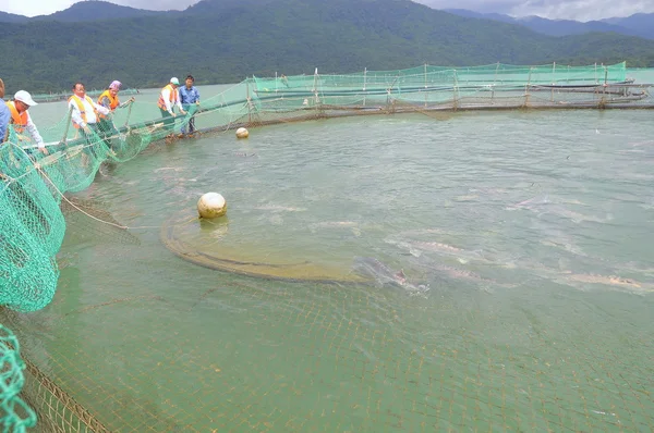 Lam Dong, Vietnam - 2 September 2012: Ikan sturgeon pertanian di danau Tuyen Lam. Beberapa spesies sturgeons dipanen untuk kijang mereka, yang dibuat menjadi kaviar, makanan mewah — Stok Foto