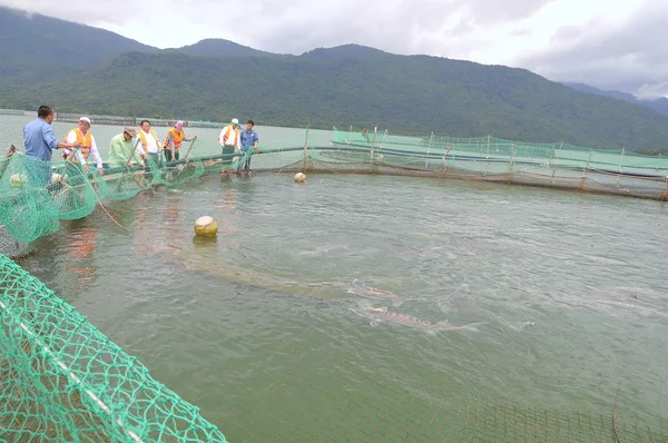 Lam Dong, Vietnam - September 2, 2012:  The farming sturgeon fish in cage culture in Tuyen Lam lake. Several species of sturgeons are harvested for their roe, which is made into caviar, a luxury food — Stock Photo, Image