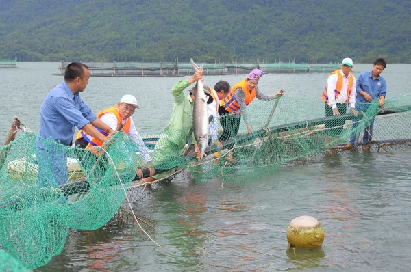 Lam Dong, Vietnam - 2 September 2012: Ikan sturgeon pertanian di danau Tuyen Lam. Beberapa spesies sturgeons dipanen untuk kijang mereka, yang dibuat menjadi kaviar, makanan mewah — Stok Foto