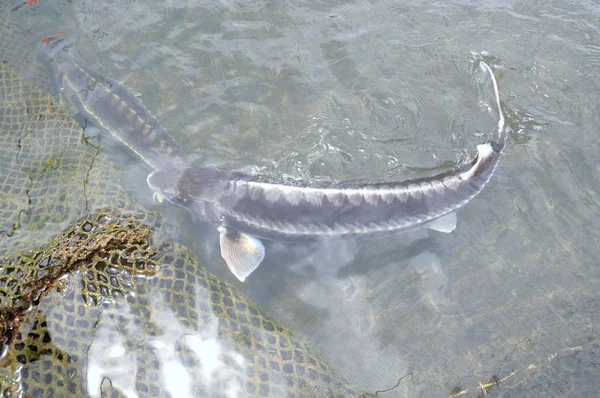 Lam Dong, Vietnam - 2 settembre 2012: Il pesce storione agricolo nella cultura delle gabbie nel lago Tuyen Lam. Diverse specie di storioni vengono raccolte per le loro uova, che viene trasformato in caviale, un alimento di lusso. — Foto Stock