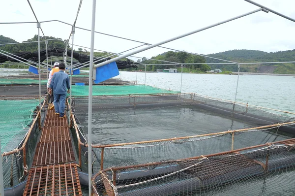 Lam Dong, Vietnã - 2 de setembro de 2012: Cage culture of sturgeon fish in Tuyen Lam lake. Várias espécies de esturjões são colhidas para suas ovas, que é transformado em caviar, um alimento de luxo — Fotografia de Stock