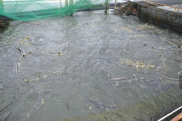 Lam Dong, ベトナム - 2012 年 9 月 2 日: 農業チョウザメ魚さらラム湖のケージ文化の中。チョウザメのいくつかの種は、キャビアにされると、彼らの卵の収穫される高級食品 — ストック写真